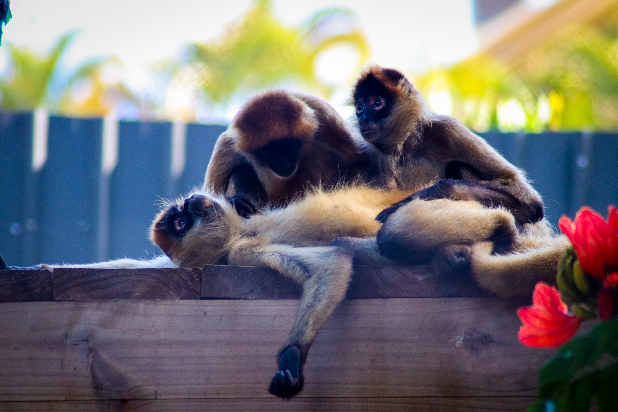 Black-handed Spider Monkeys (Ateles geoffroyi)