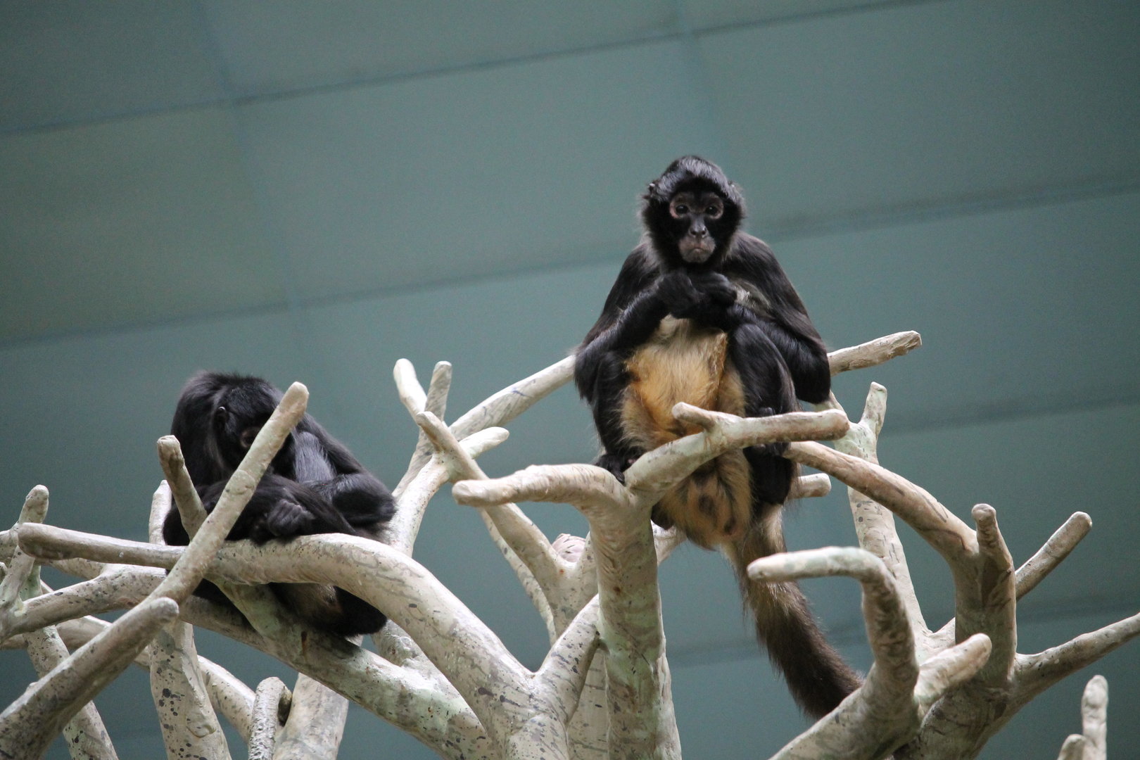 Black-handed Spider Monkeys (Ateles geoffroyi)