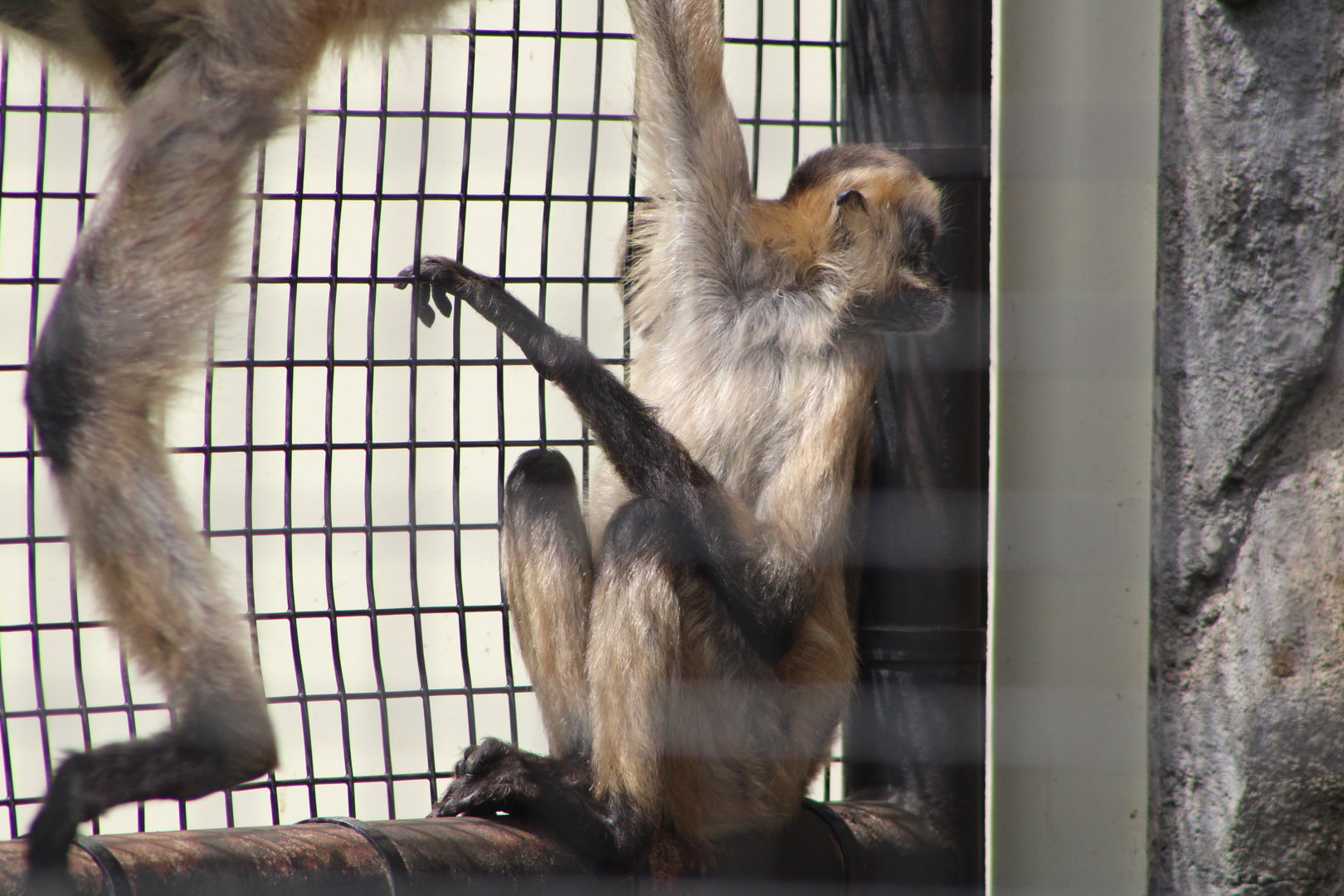 Black-Handed Spider Monkeys (Ateles geoffroyi)