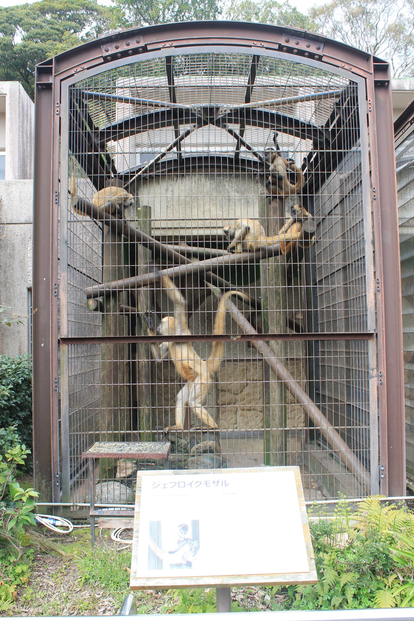 Black-handed Spider Monkeys - Hirakawa Zoo (Kagoshima)