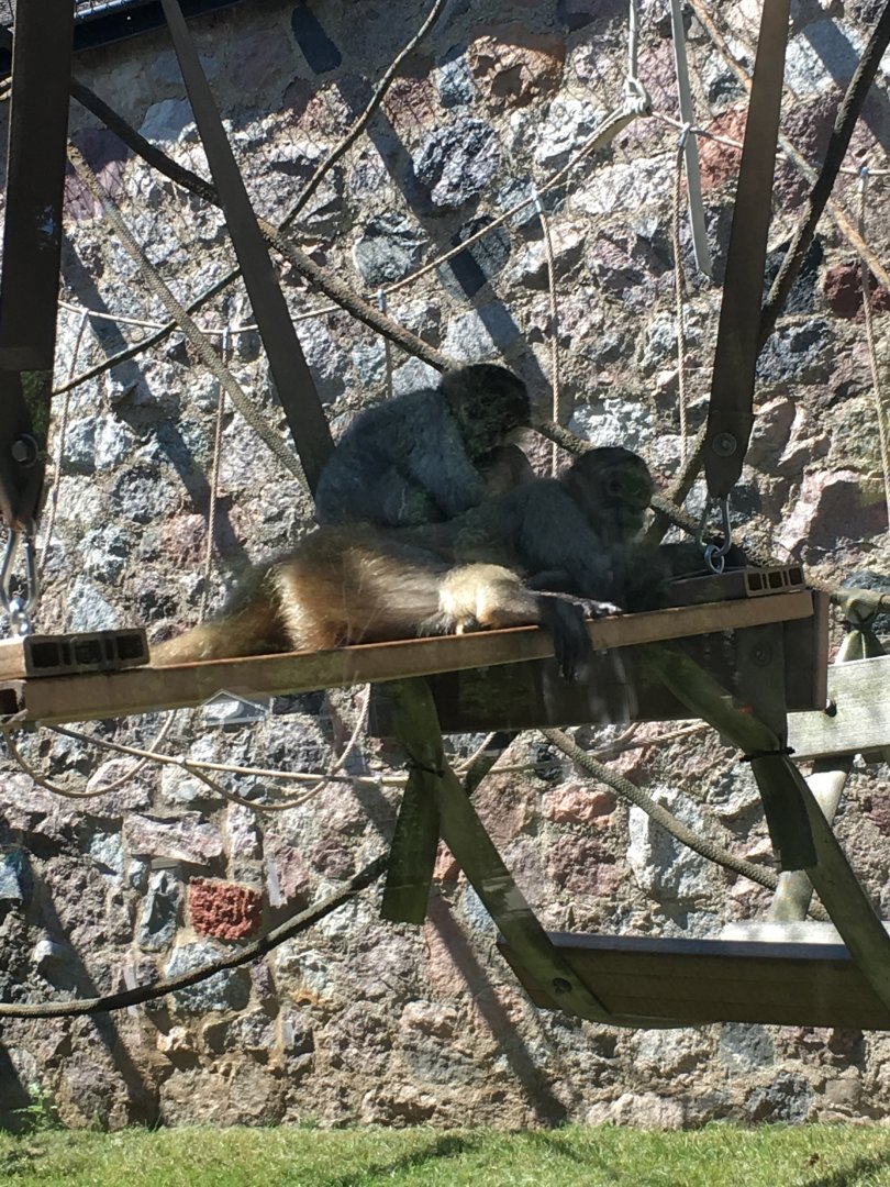 Black-Handed Spider Monkeys | Milwaukee County Zoo