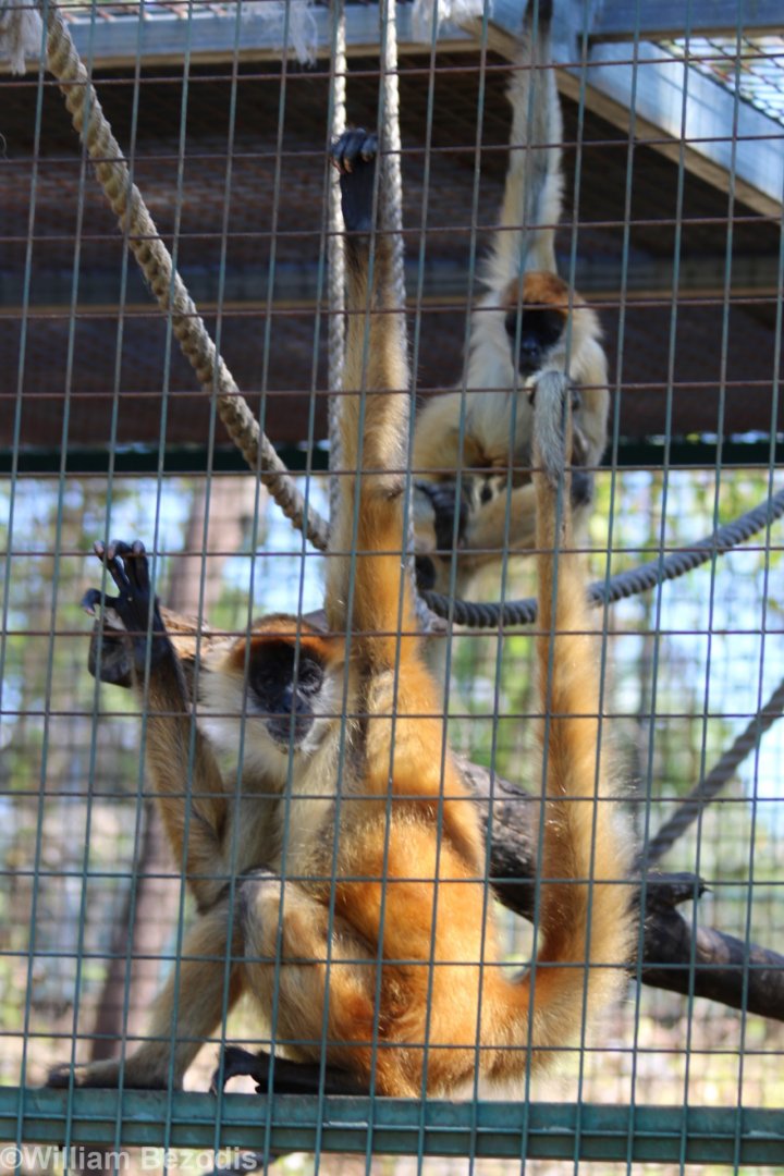 Black-handed Spider Monkeys
