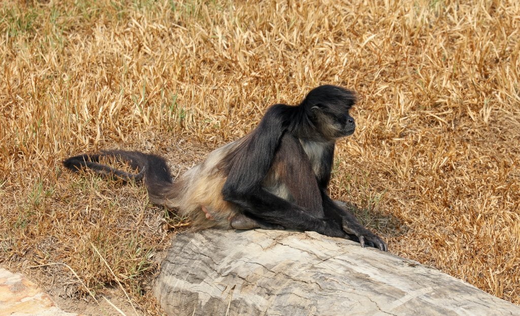 Black-handed Spider Monkeys
