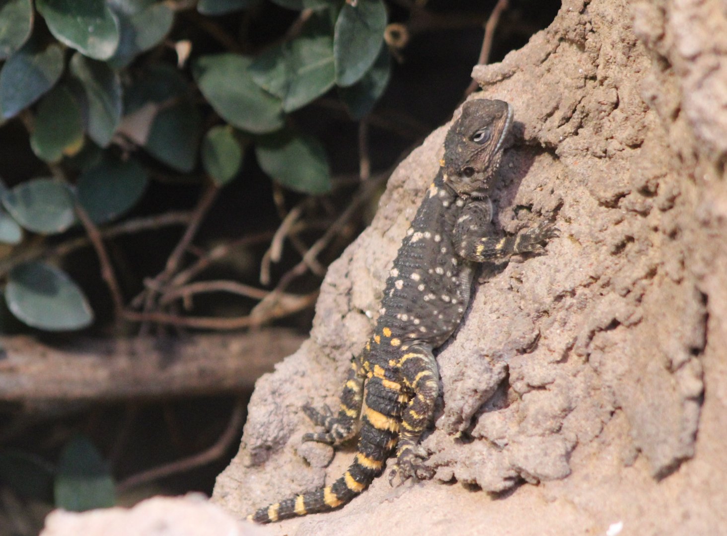 Black hardun - Stellagama stellio picae