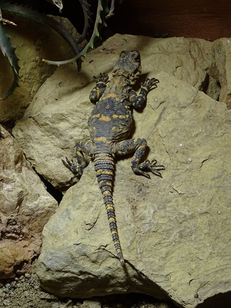 Black hardun (Stellagama stellio picea)