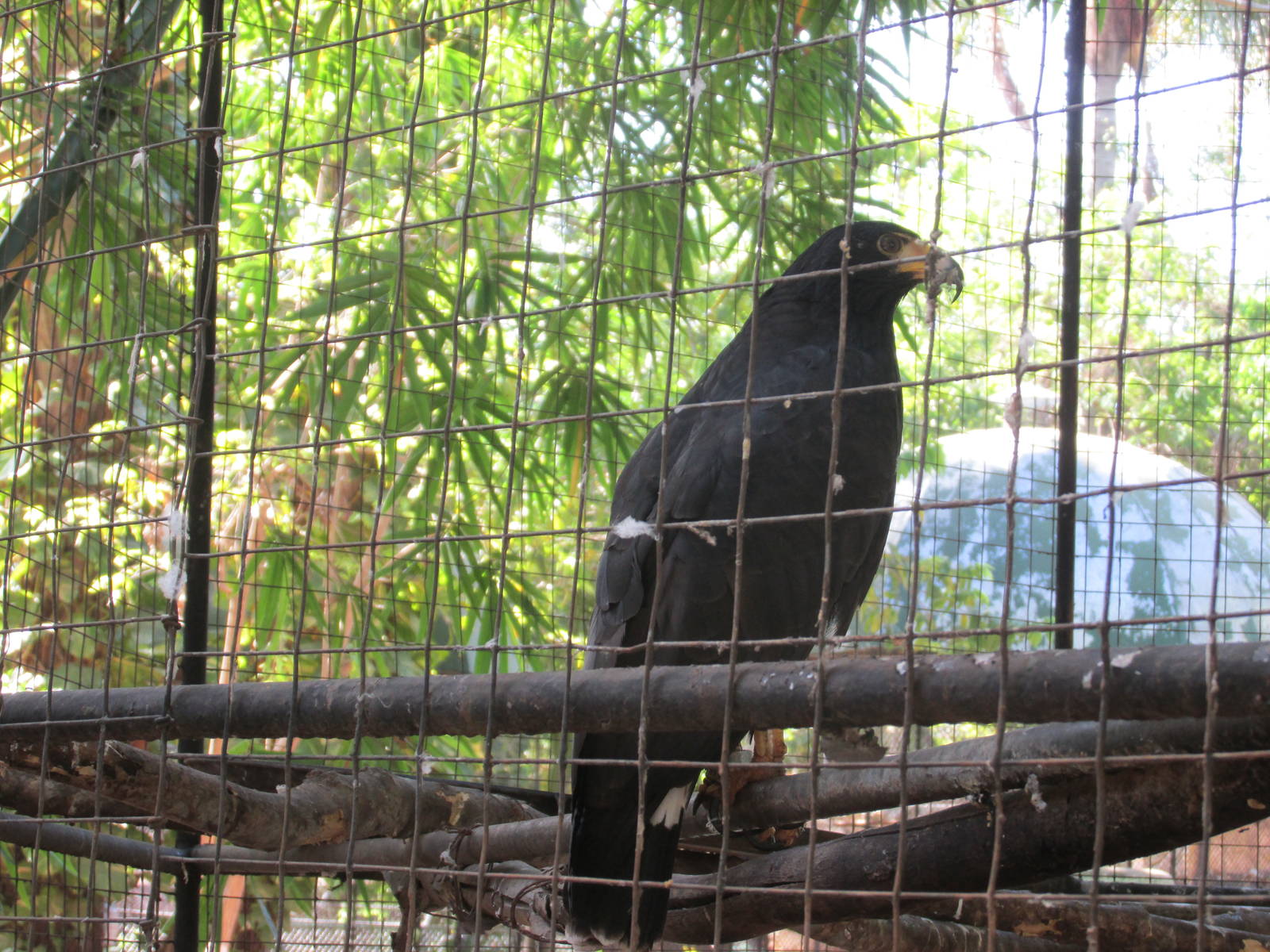 black hawk centenario zoo