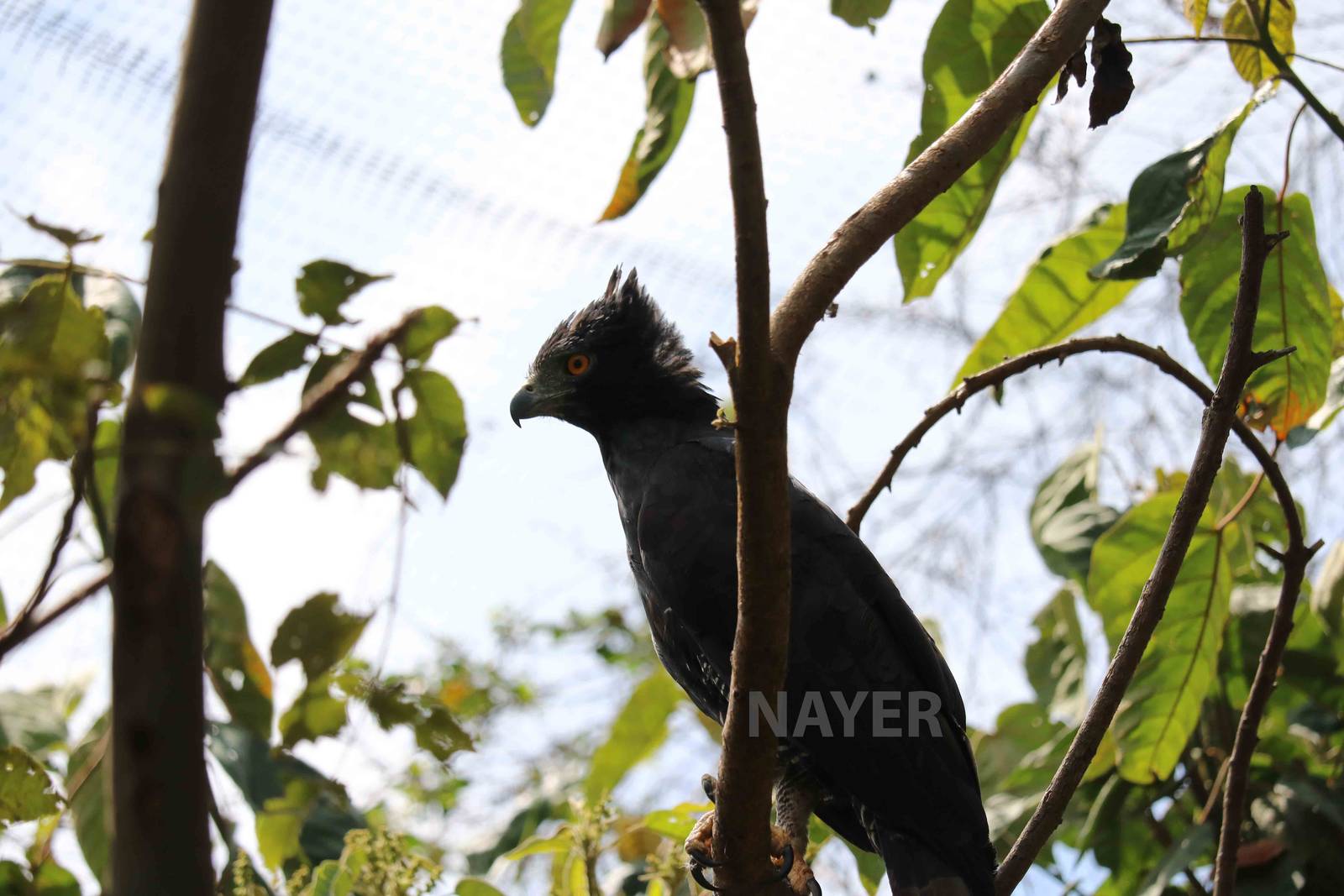 Black hawk eagle - Bioparque la Reserva, March 2016