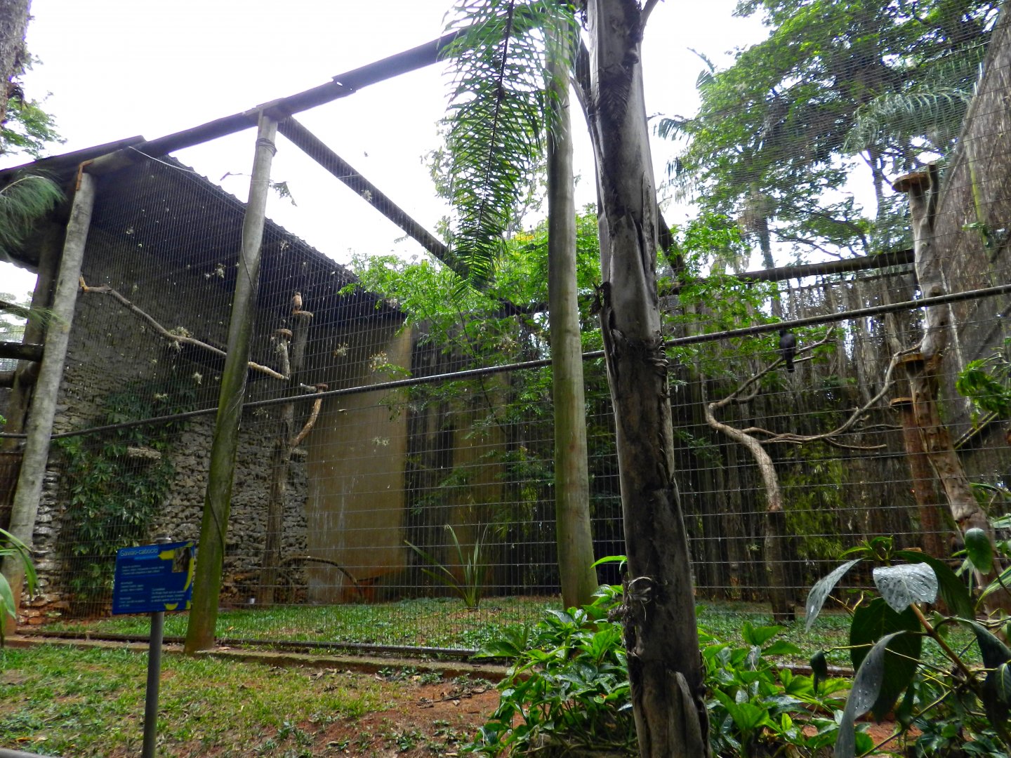 Black hawk-eagle/savanna hawk exhibit - Sorocaba zoo (PZMQB)