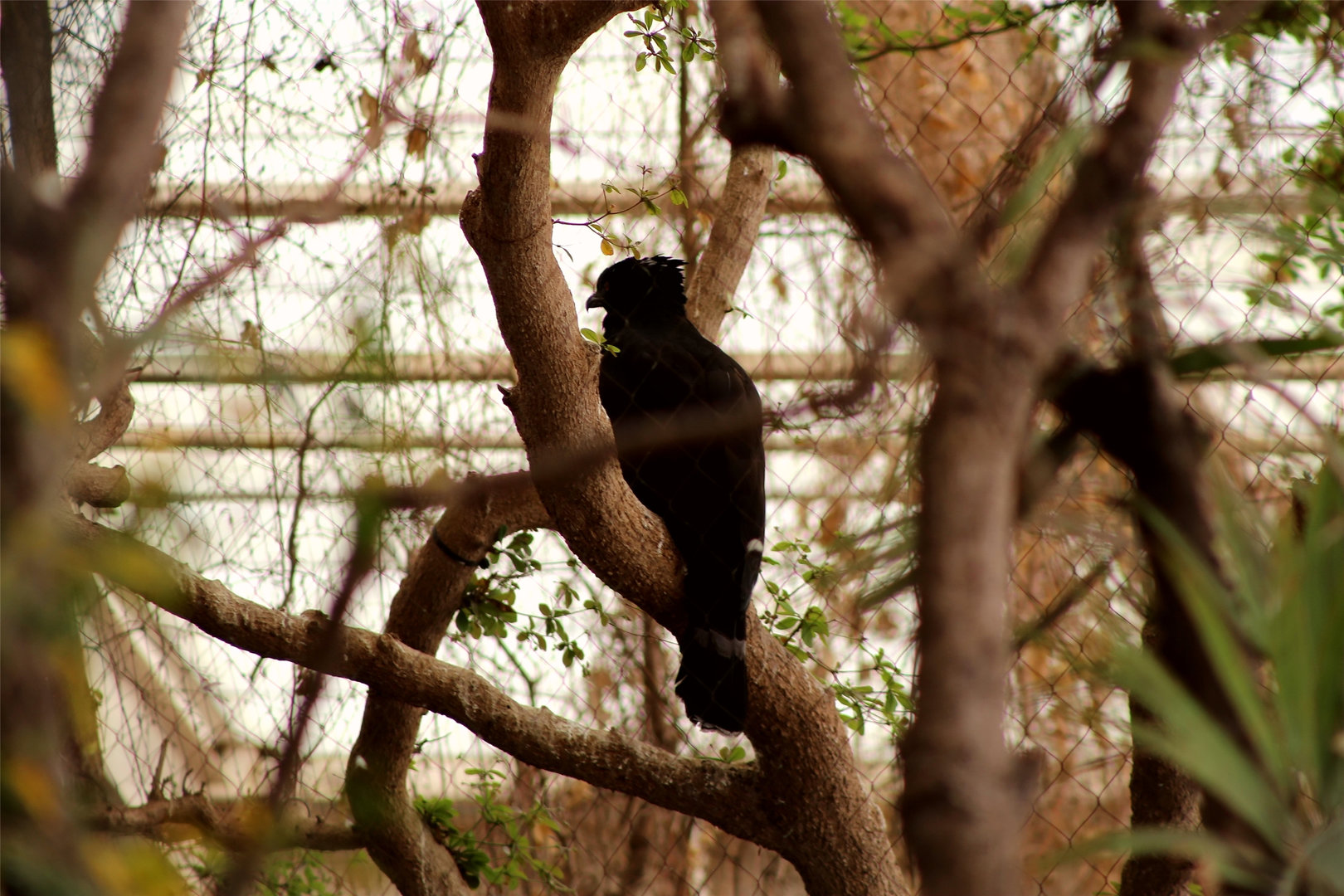 Black Hawk-eagle (Spizaetus tyrannus)