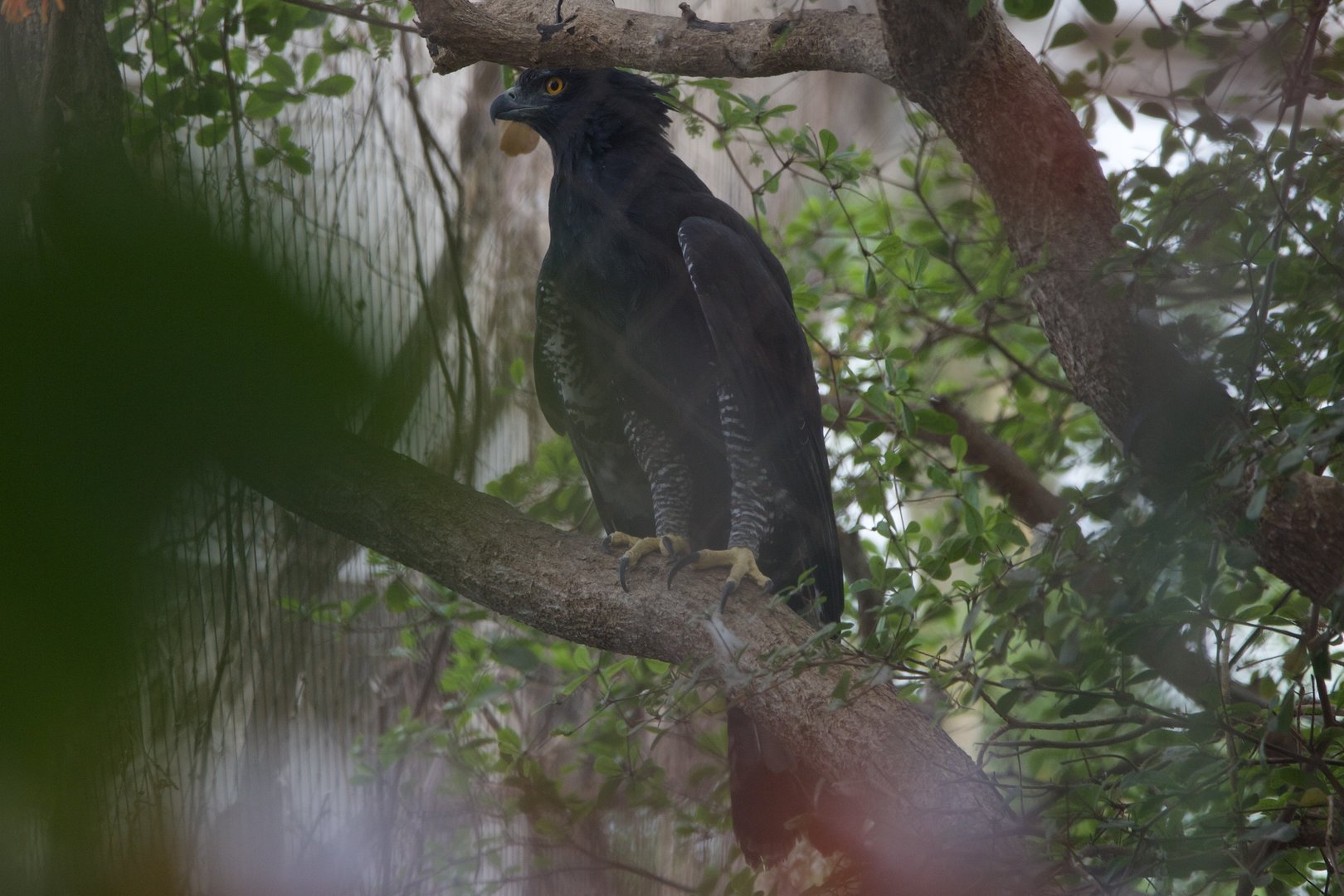 Black Hawk-eagle/ Spizaetus tyrannus