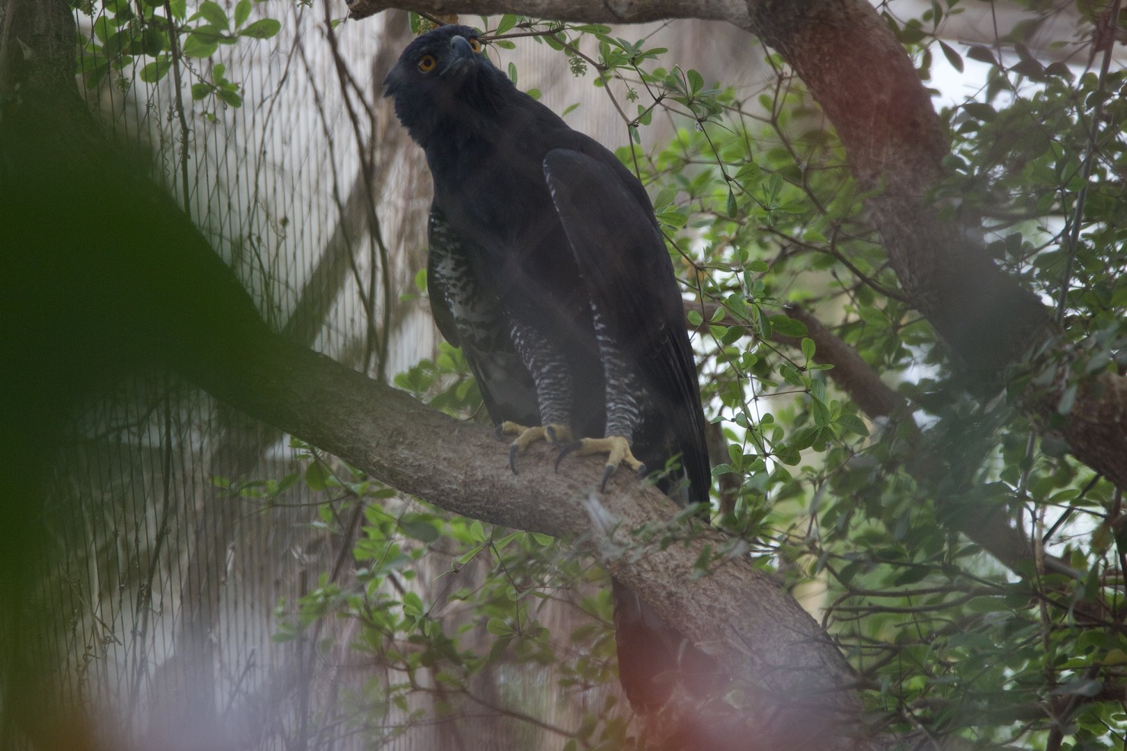 Black Hawk-eagle/ Spizaetus tyrannus