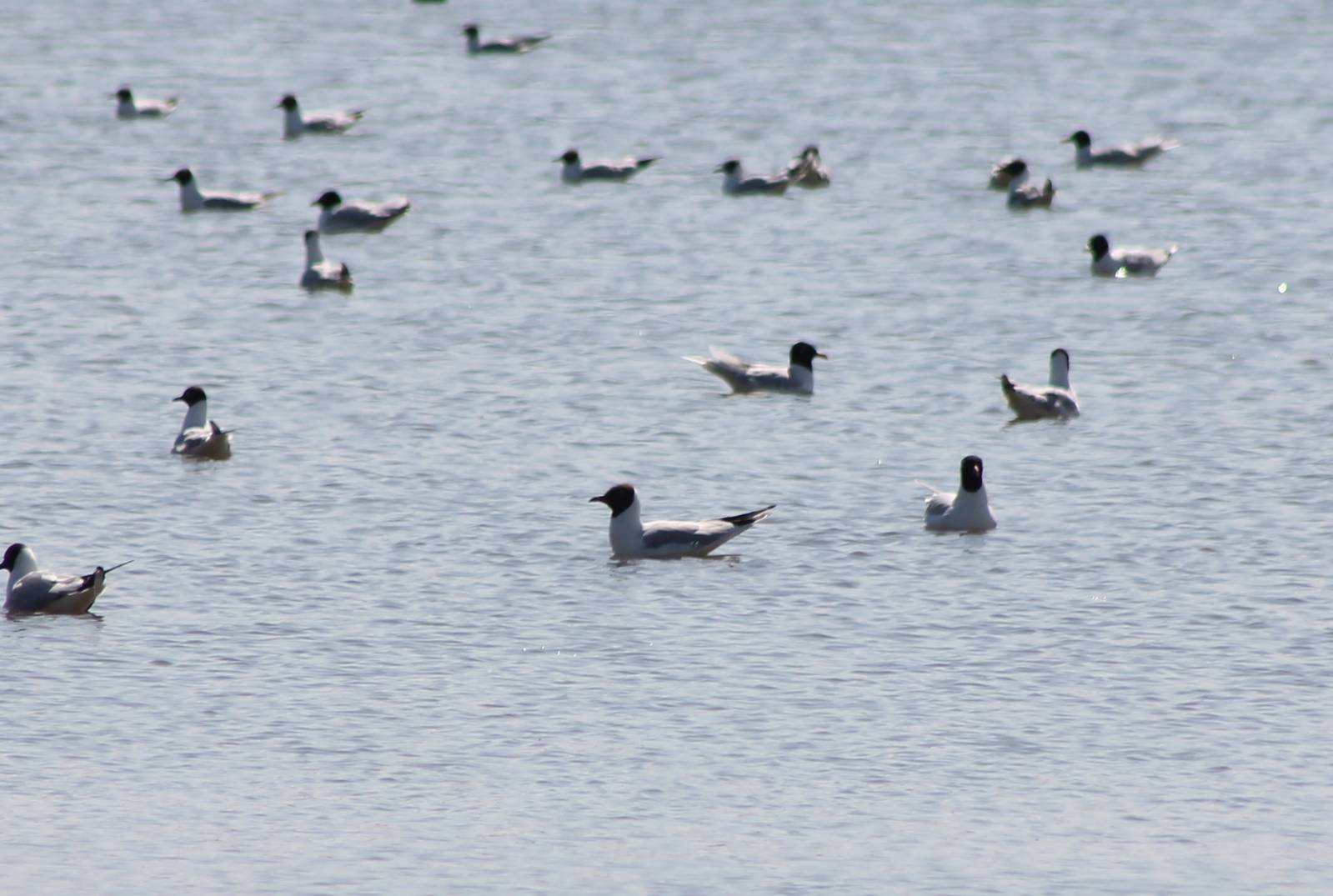 Black-headed and Mediterranean gulls