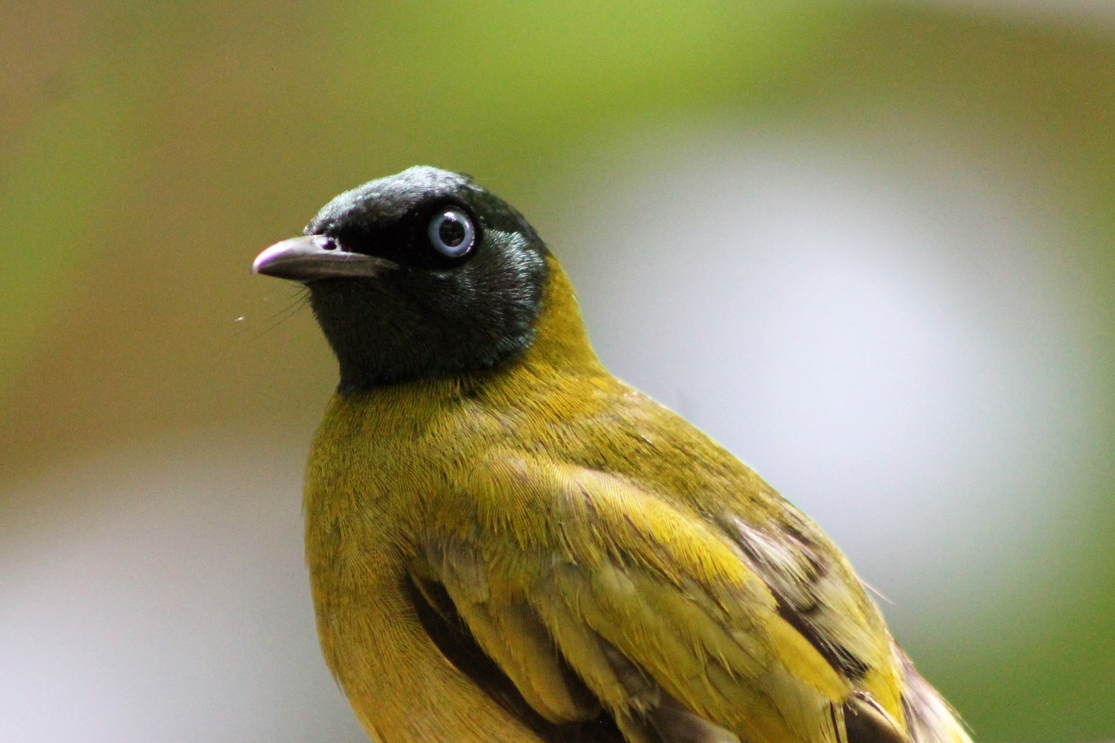 Black-headed Bulbul (Pycnonotus atriceps)