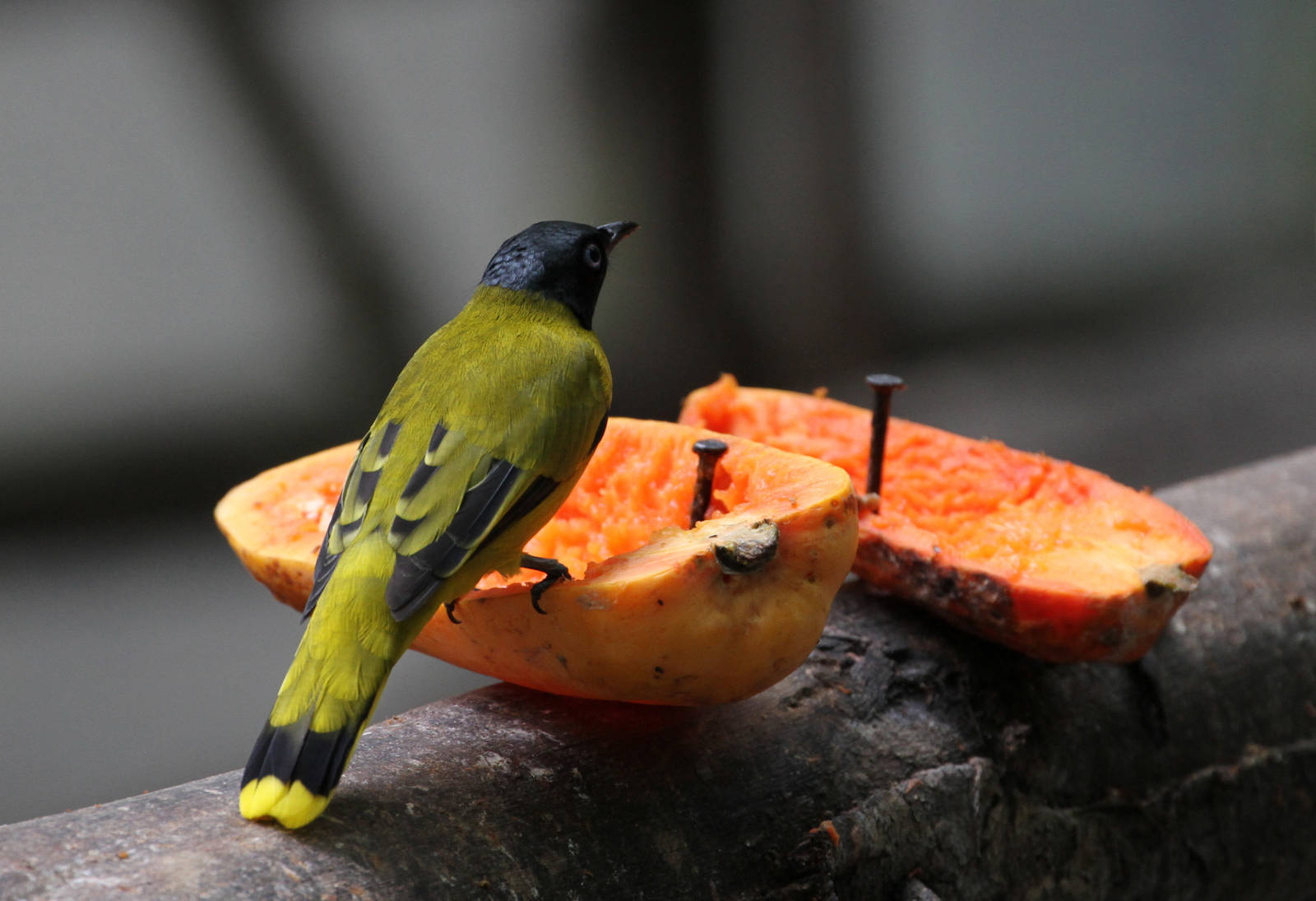 Black-headed Bulbul?