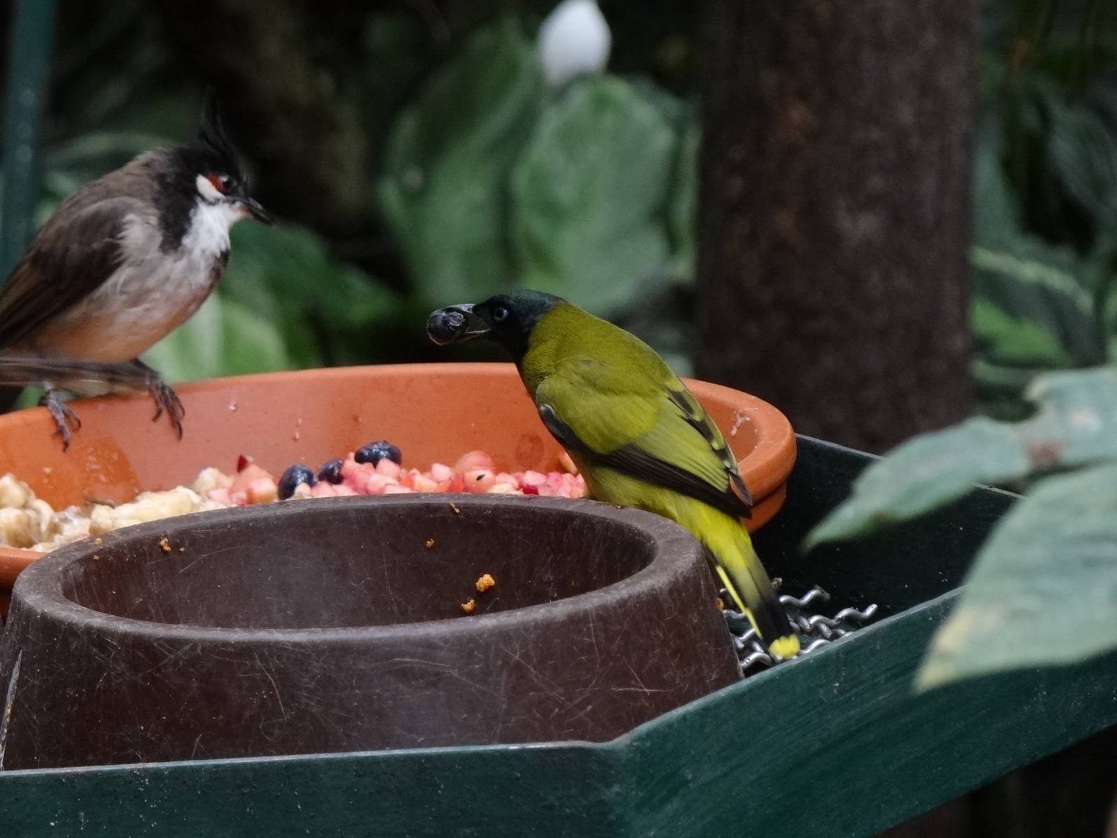 Black-headed bulbul