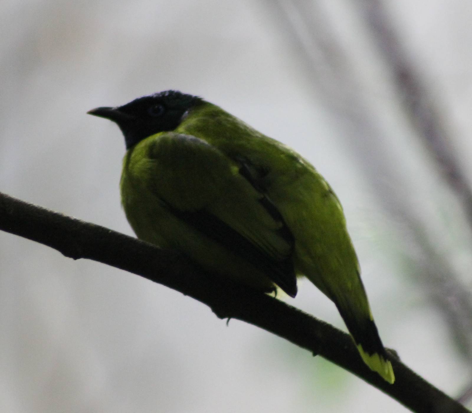 Black-headed bulbul