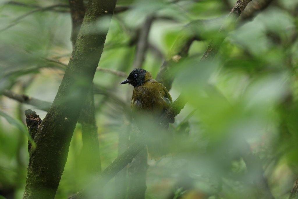 Black-headed Bulbul