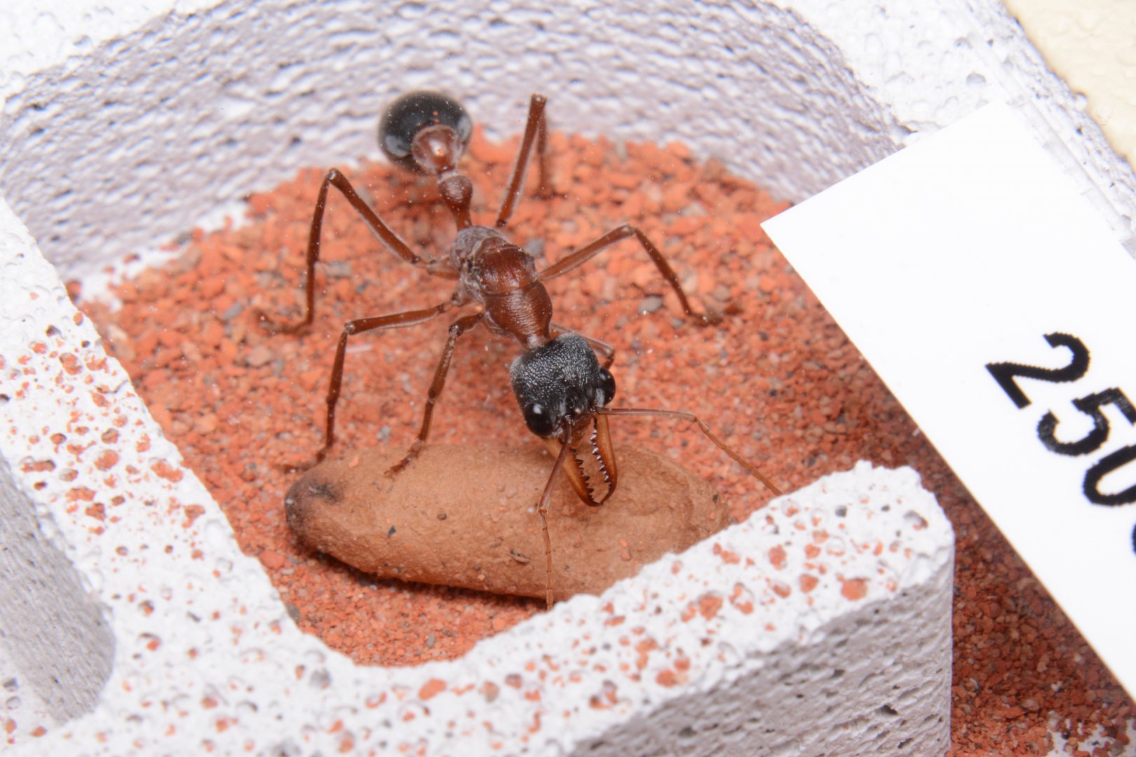 Black-headed bulldog ant (Myrmecia nigriceps)