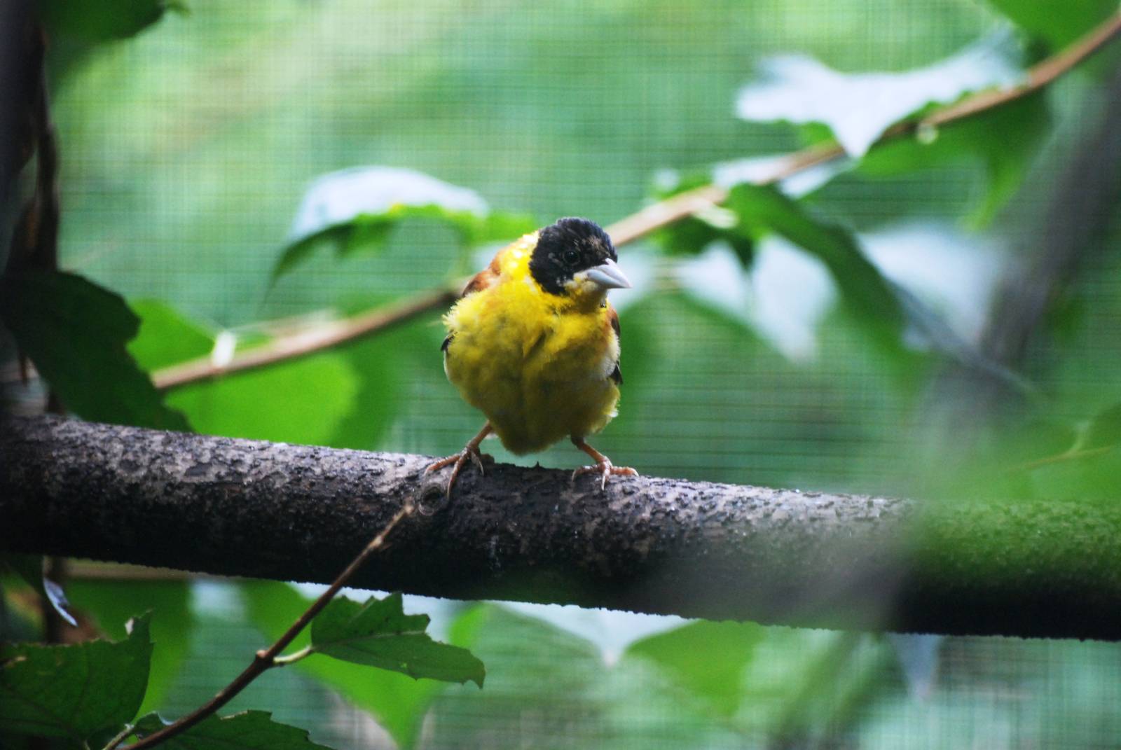 Black-headed Bunting at Pilsen, 01/09/12