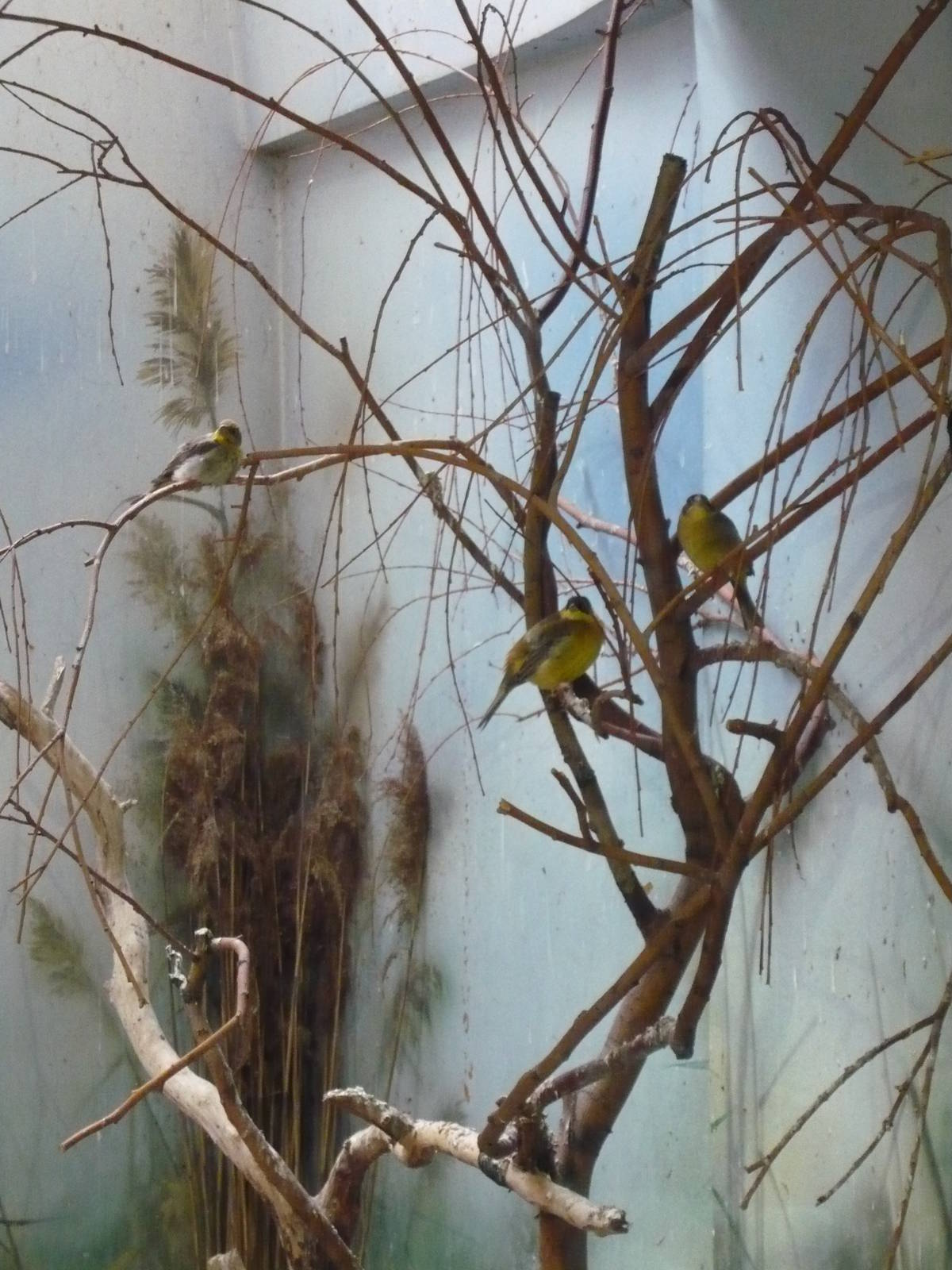 Black-headed buntings