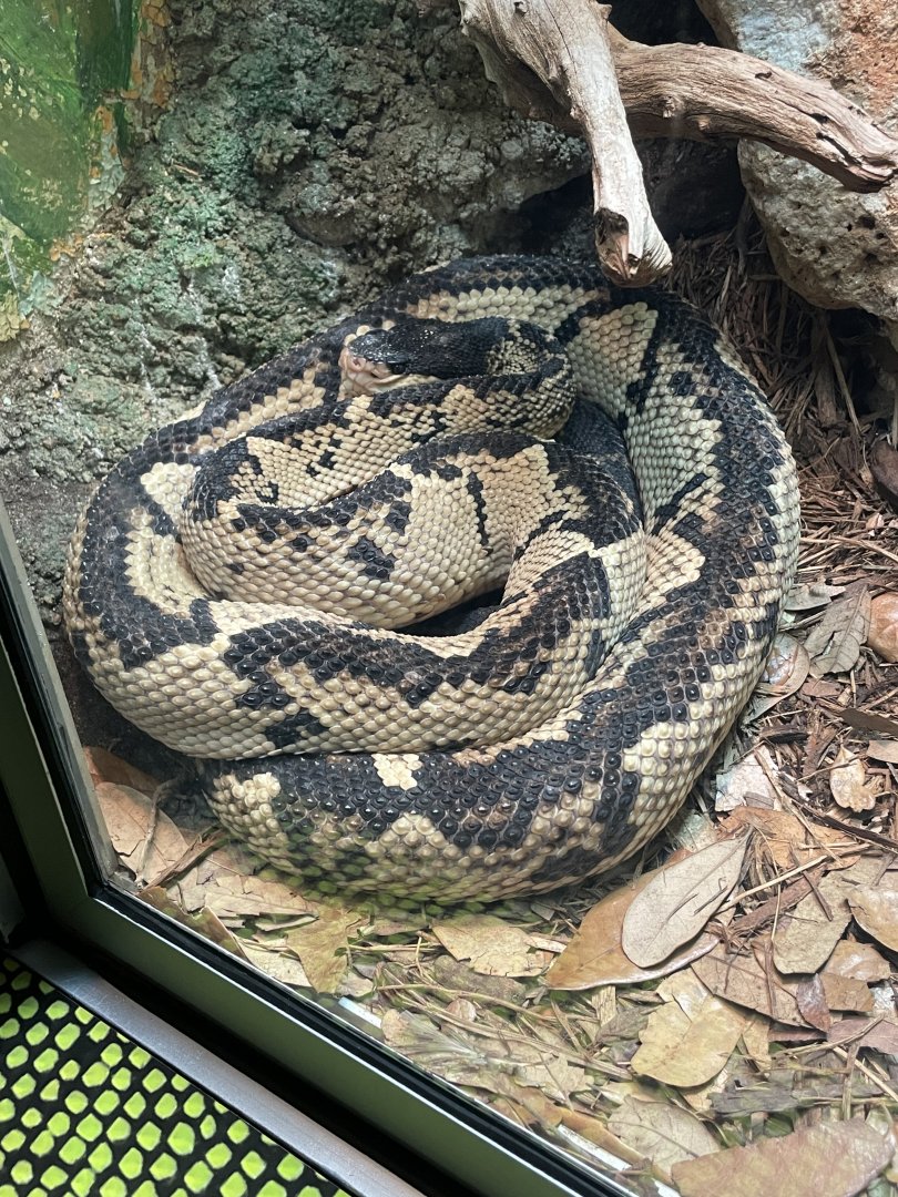 Black-headed bushmaster (Lachesis melanocephala)