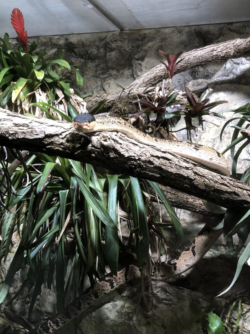 Black-headed Bushmaster (Lachesis melanocephala)