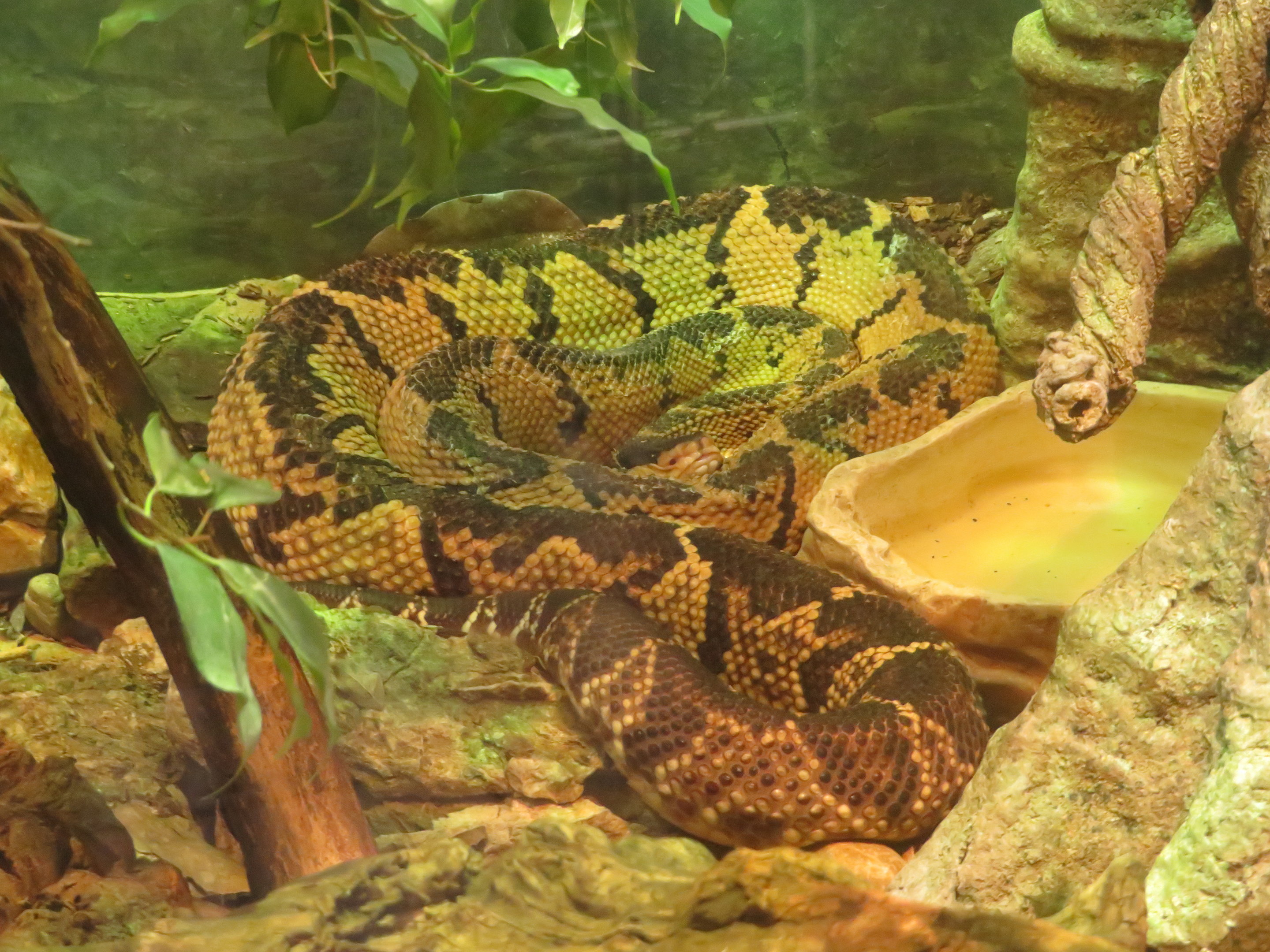 Black-headed Bushmaster