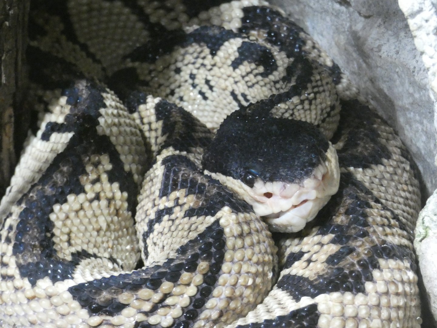 Black-headed bushmaster