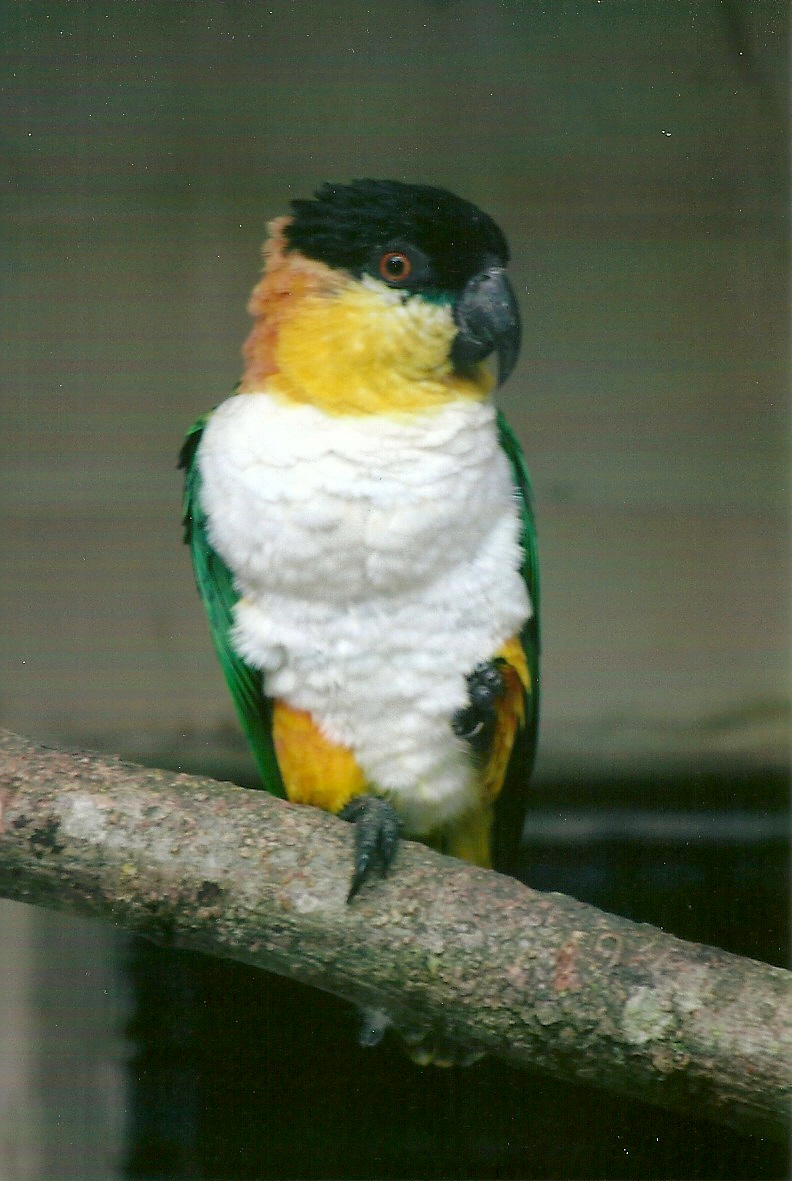 Black-headed Caique 13th September 2012