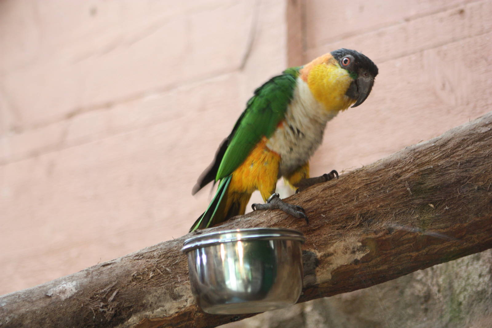Black-headed Caique, 23rd September 2014