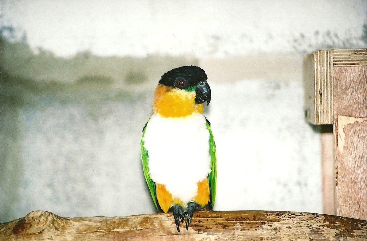 Black-headed Caique, 5th September 2006