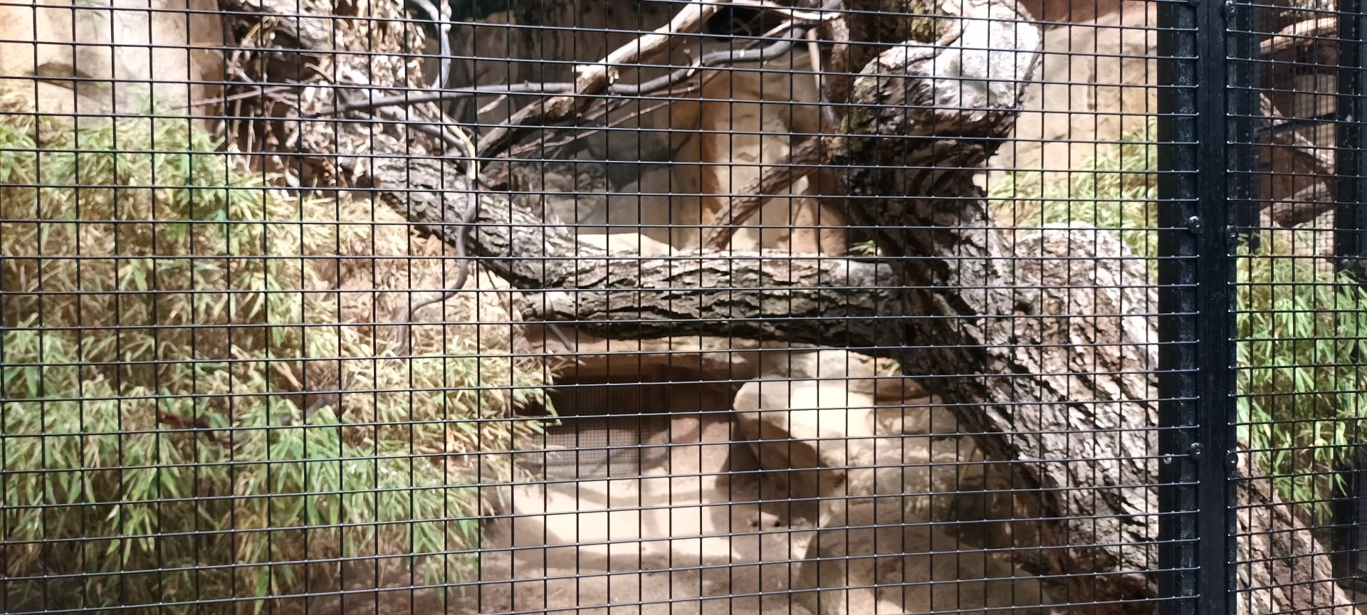 Black headed Caique and Scarlet Macaw Aviary