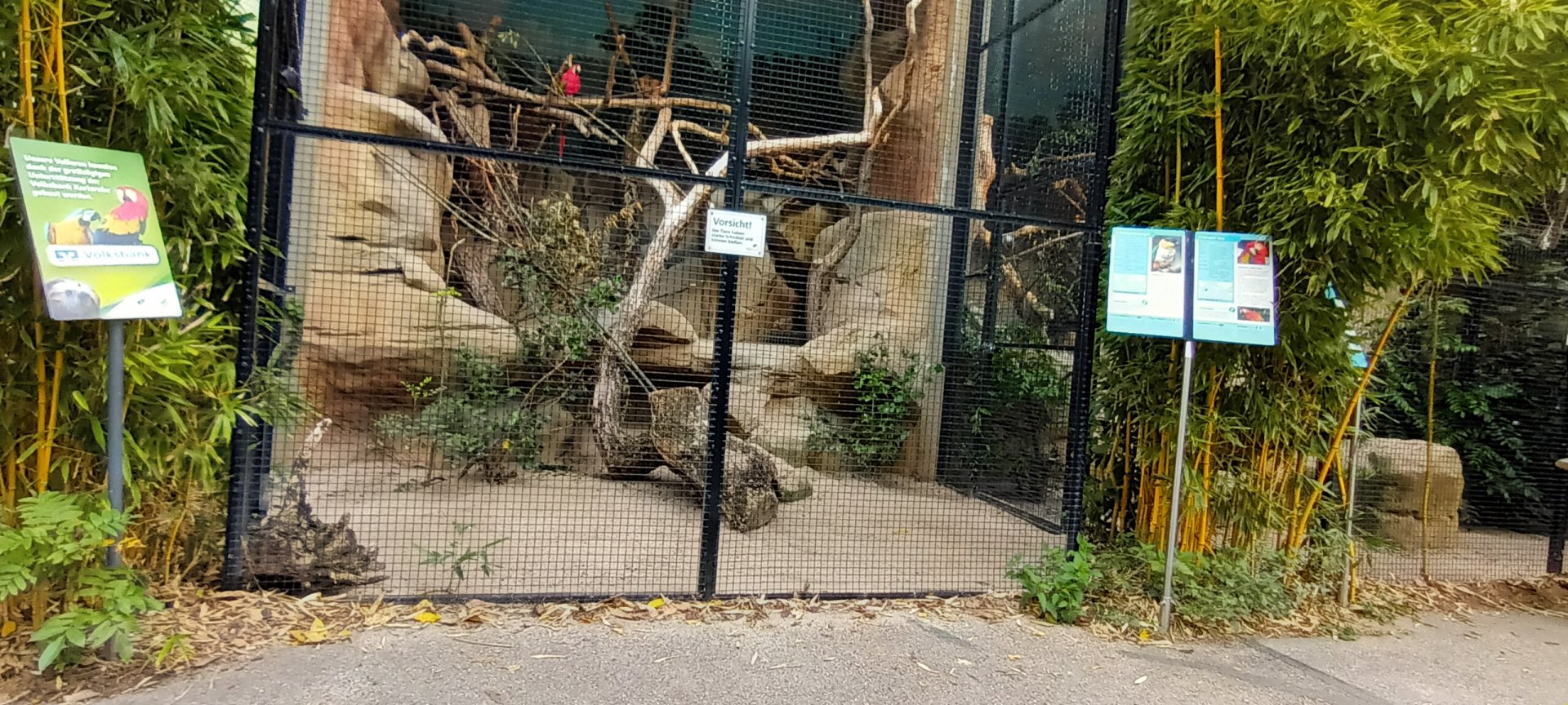 Black headed Caique and Scarlet Macaw Aviary