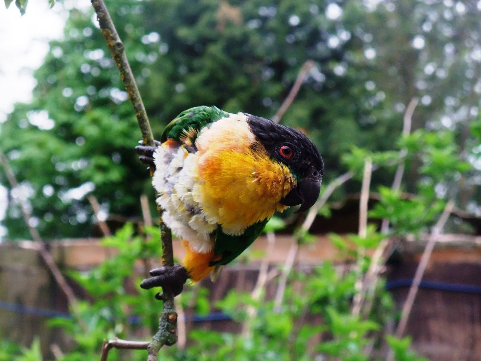 Black-headed Caique at Tropical Birdland, 18/05/13
