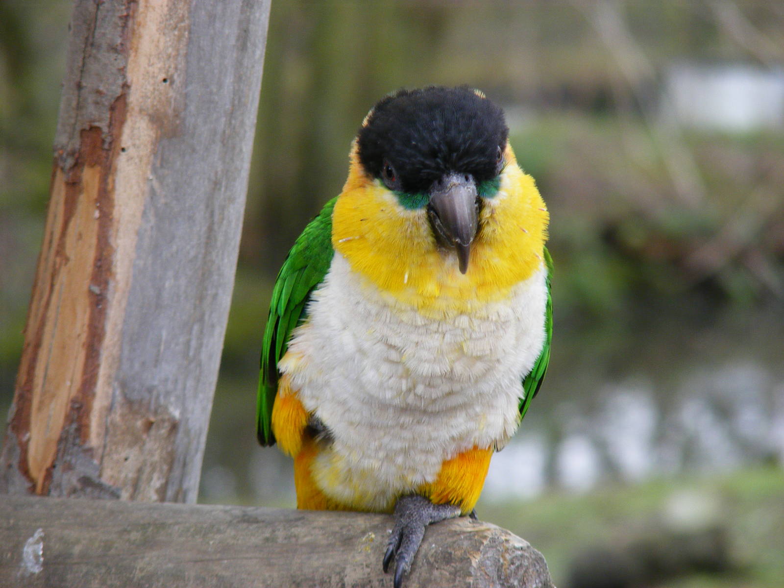 Black-headed caique at Wingham Wildlife Park, 2 April 2010