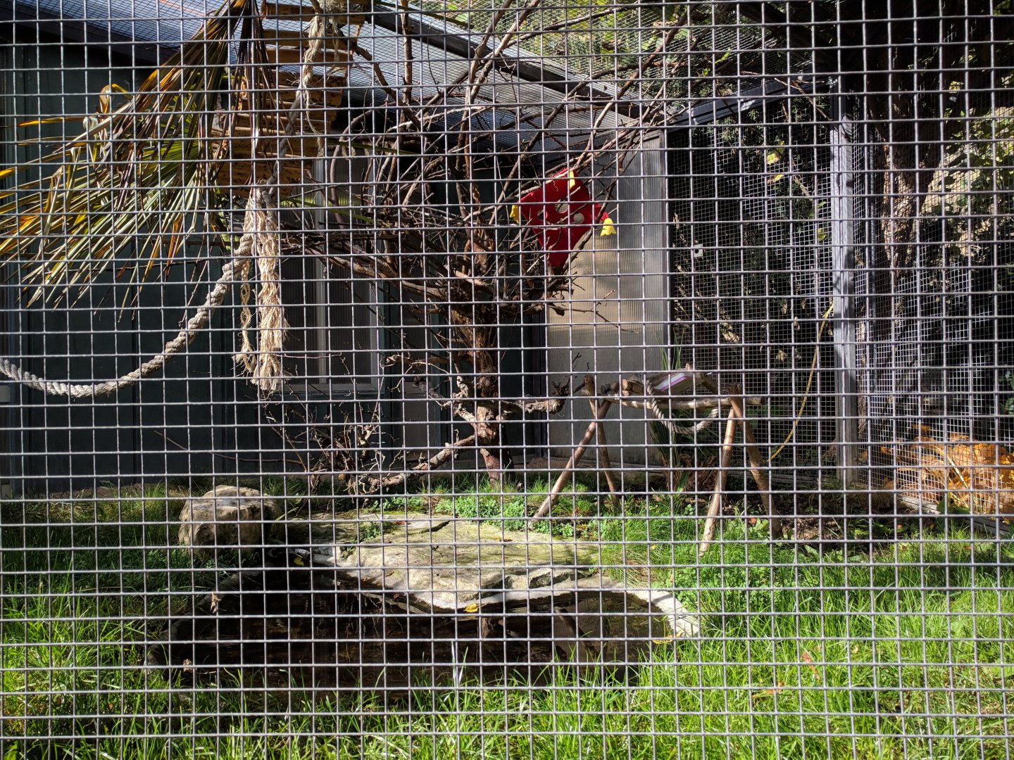 Black headed caique aviary