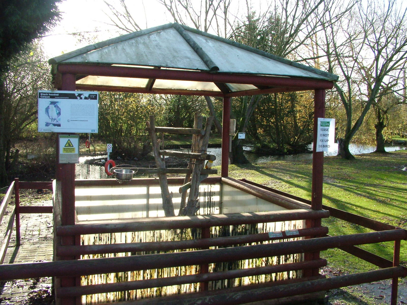 Black-headed Caique exhibit at Wingham 28/11/09