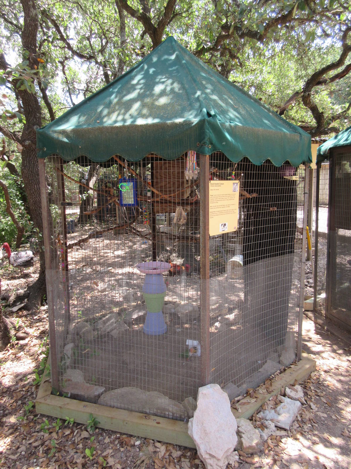 Black-Headed Caique Exhibit