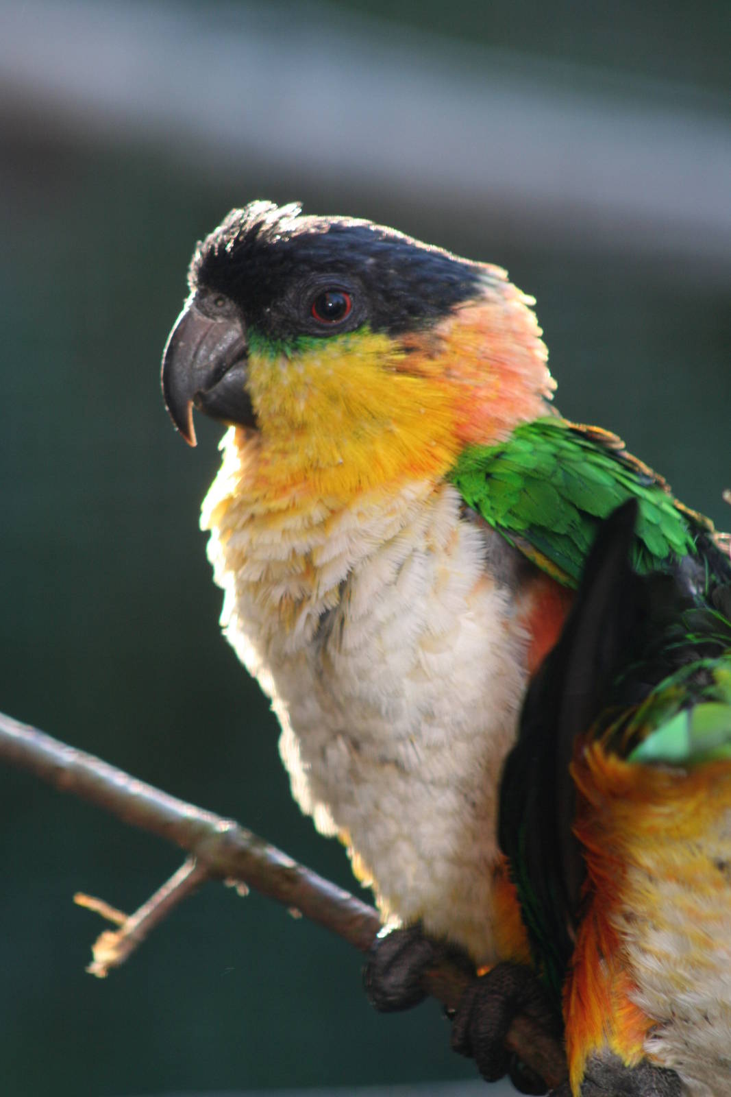 Black-Headed Caique @ Lotherton; 10.11.2010