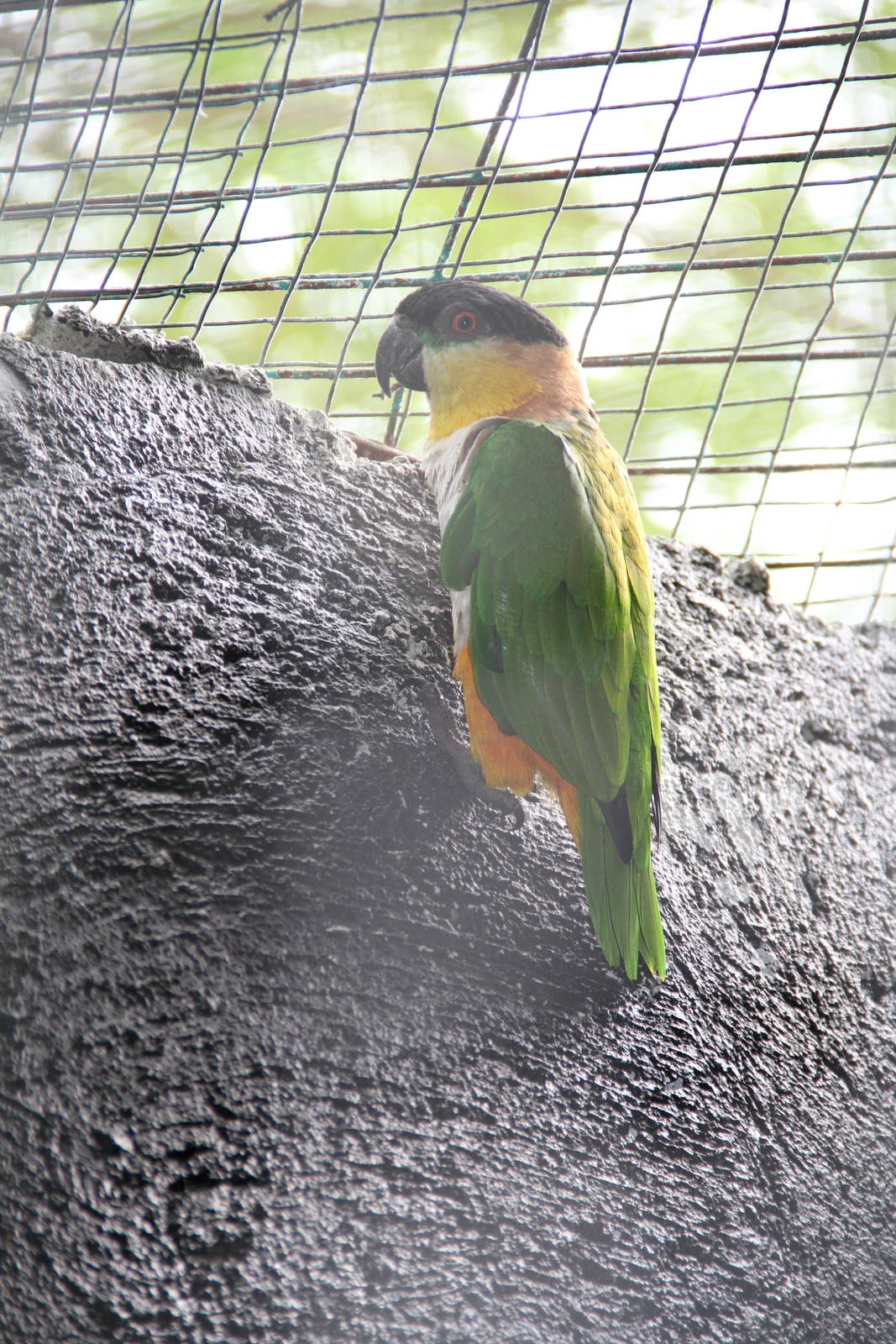 Black-headed Caique (Pionites melanocephala)