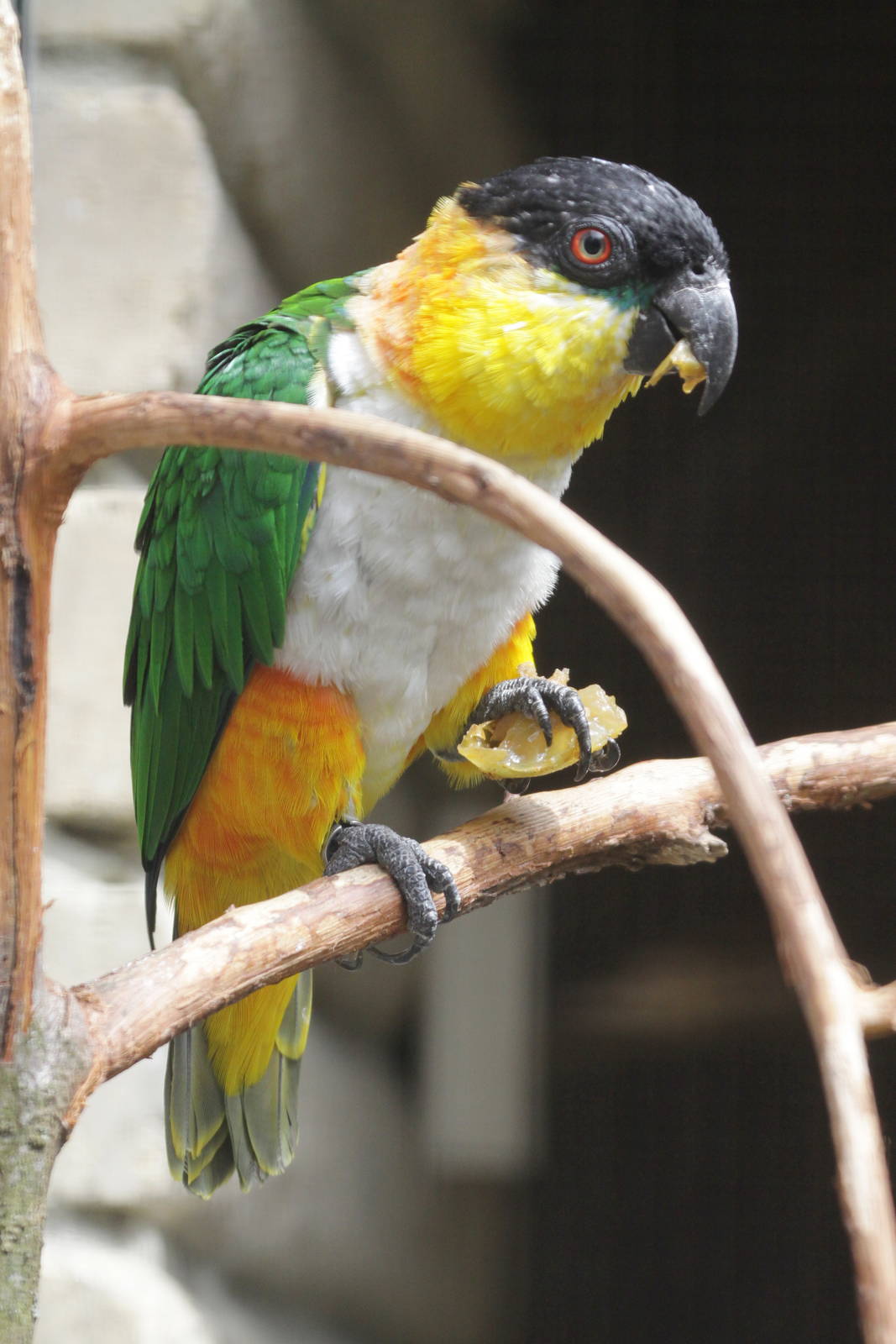 Black-headed Caique (Pionites melanocephala)