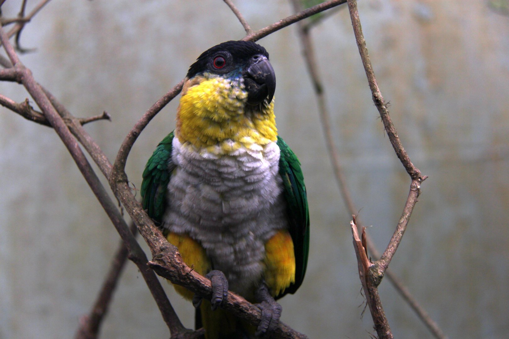 Black-headed caique (Pionites melanocephalus)