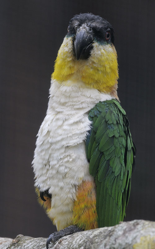 Black-headed caique