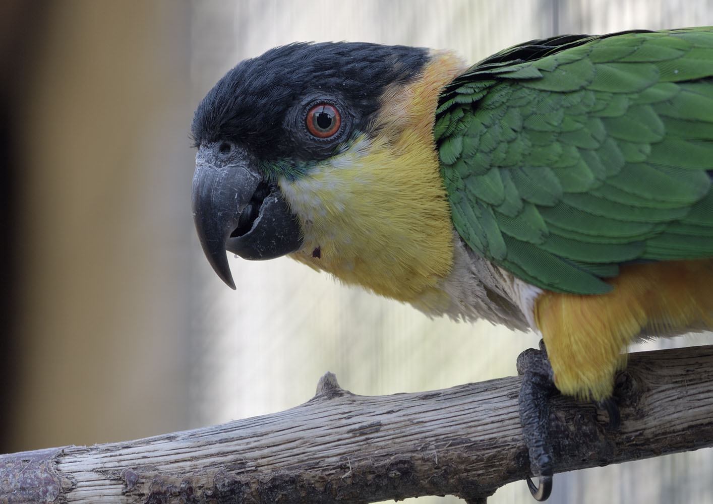 Black-headed caique