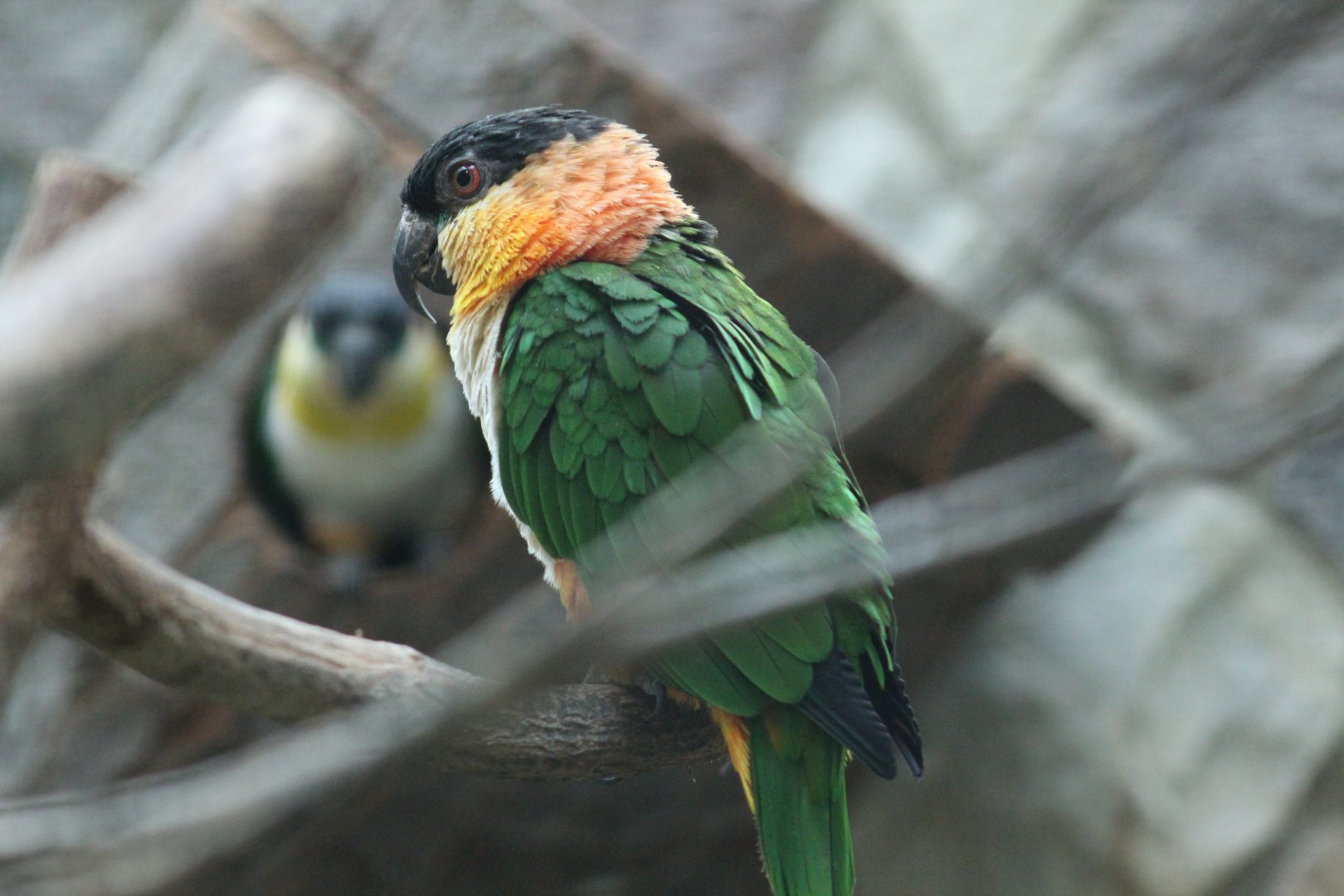 Black-Headed Caique