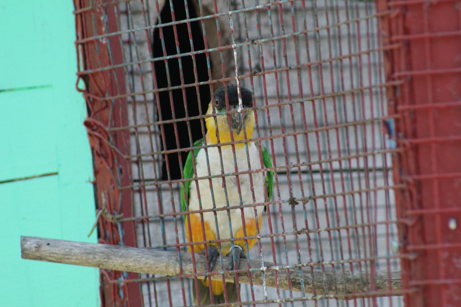 Black-Headed Caique