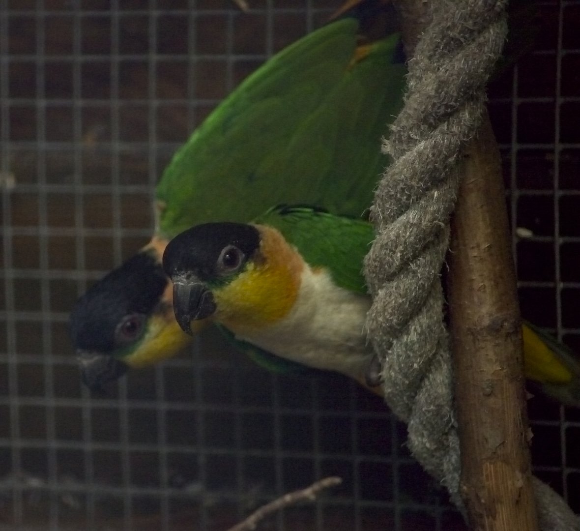 Black Headed Caique