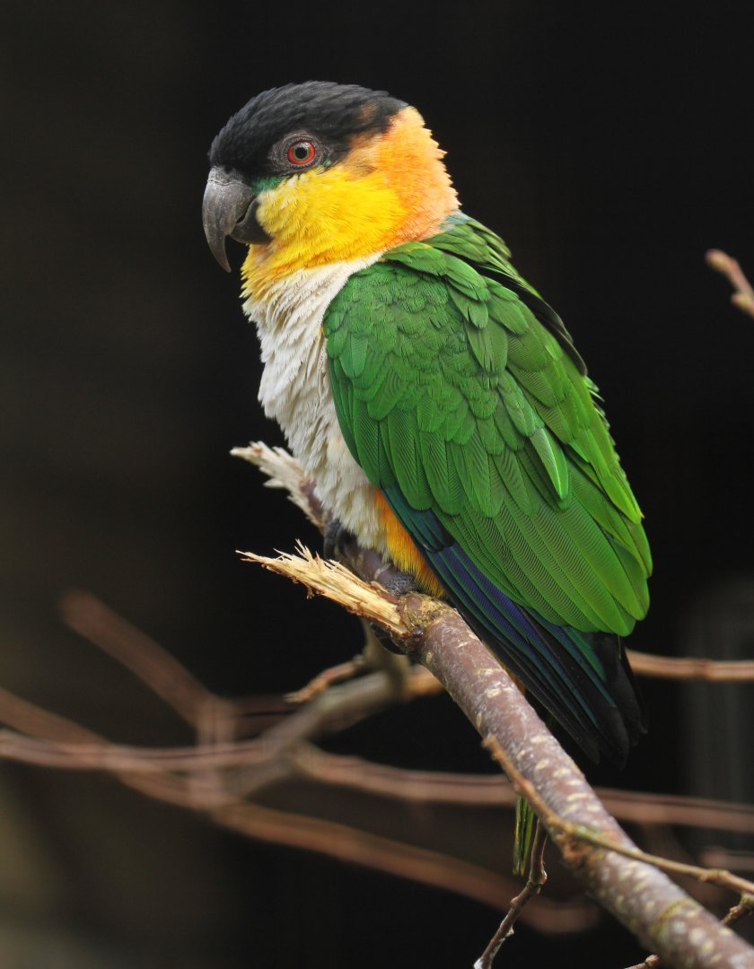 Black-headed Caique