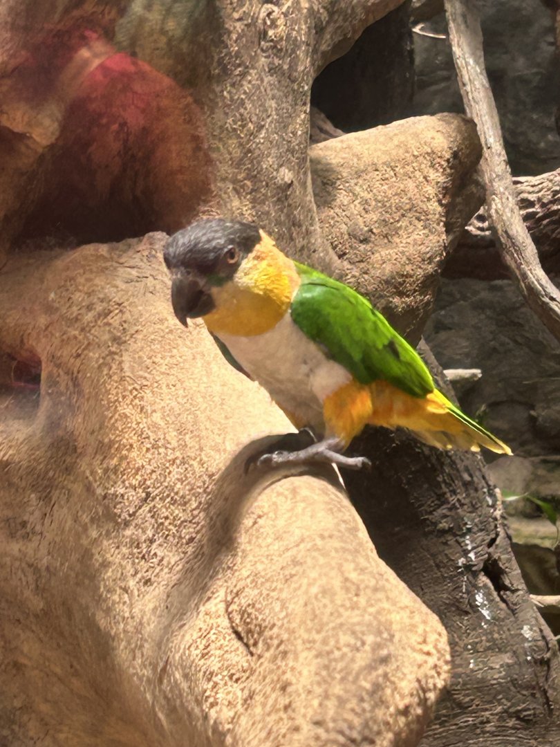 Black headed caique
