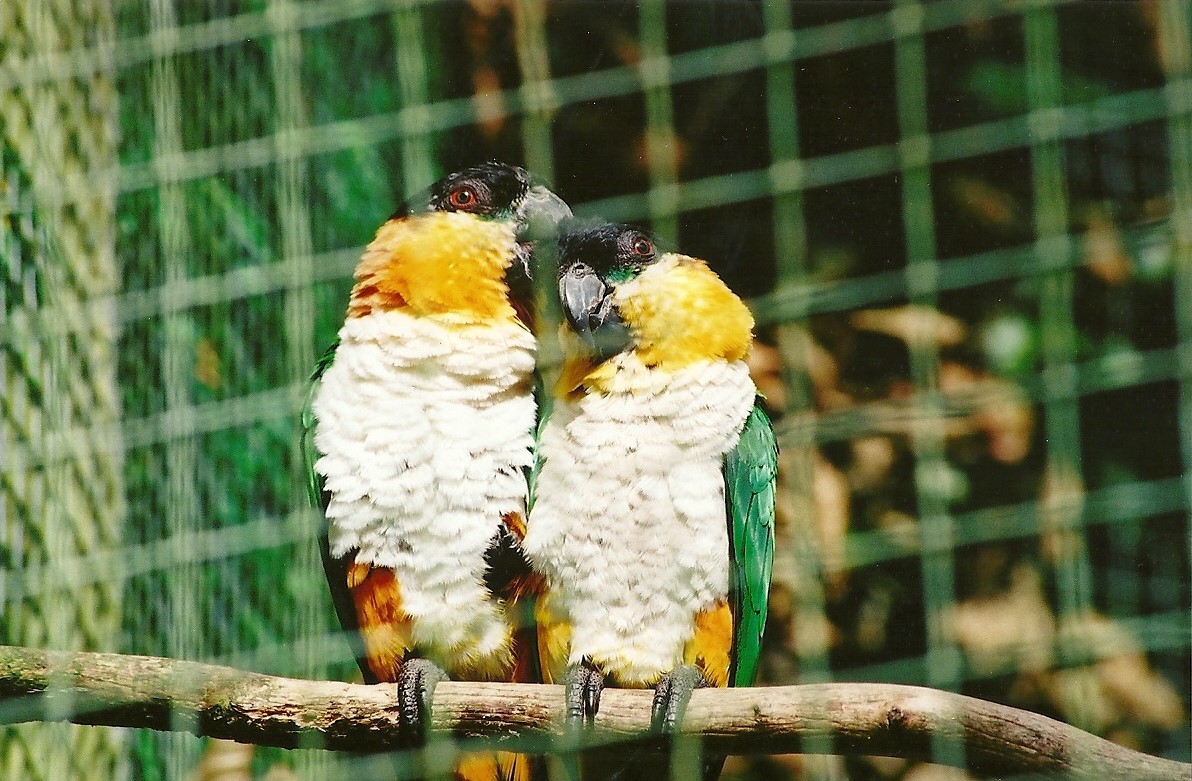 Black-headed Caiques, 10th September 2008